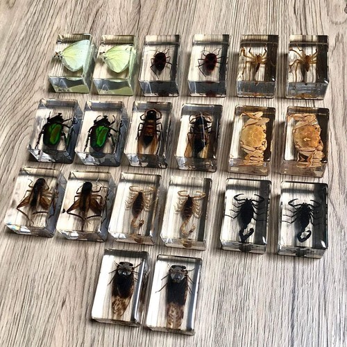 Echte konservierte insekten - konservierte,